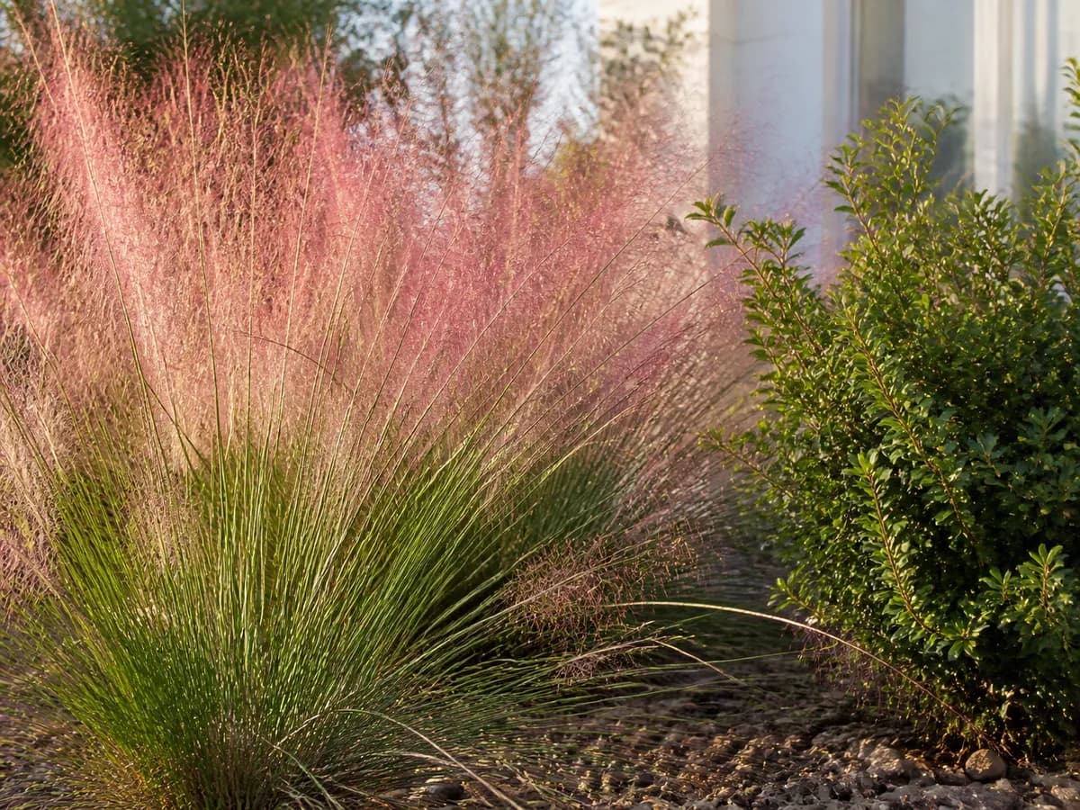 Illustrative gulf muhly scene